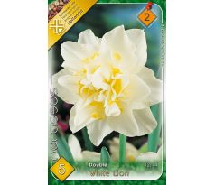 Narcissus Double - White Lion