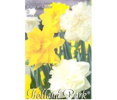 Narcissus Double - Duo White & Yellow