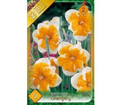 Narcissi Split Corona - Orangery