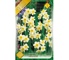 Narcissi Botanical - Tazetta Minnow