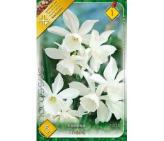 Narcissi Botanical - Triandrus Thalia