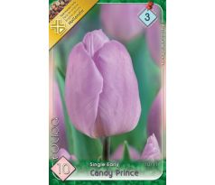 Tulipa - Candy Prince