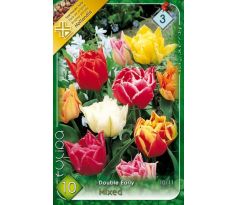 Tulipa Double Early - Double early mixed