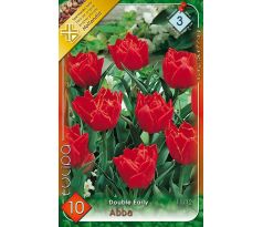 Tulipa Double Early - Abba