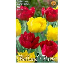 Tulipa Double Early - Red & Yellow