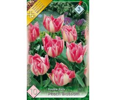 Tulipa Double Early - Peach Blossom