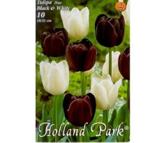 Tulipa Triumph - Black & White