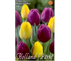 Tulipa Triumph - Purple & Yellow