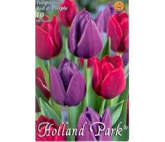 Tulipa Triumph - Red & Purple