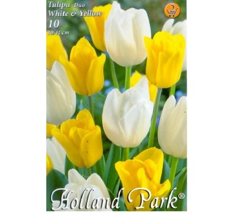 Tulipa Triumph - White & Yellow