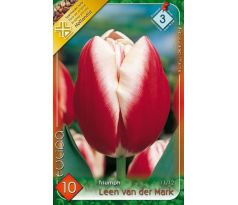 Tulipa Triumph -  Leen van der Mark