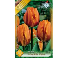 Tulipa Triumph -  Princess Irene