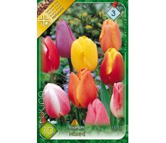 Tulipa Triumph -  mixed
