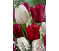 Tulipa Triumph -  Red & White