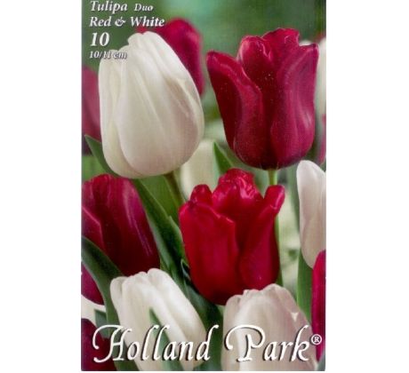 Tulipa Triumph -  Red & White