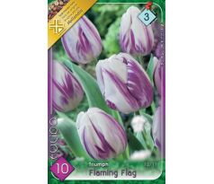 Tulipa - Flaming Flag