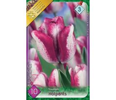 Tulipa - Hotpants