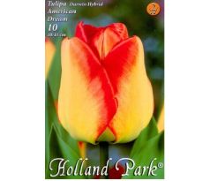 Tulipa Darwin Hybrid - American Dream