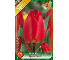 Tulipa Darwin Hybrid - Apeldoorn