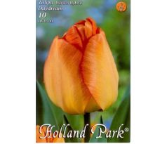 Tulipa Darwin Hybrid - Daydream