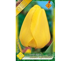 Tulipa Darwin Hybrid - Golden Apeldoorn