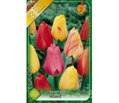 Tulipa Darwin Hybrid - mixed