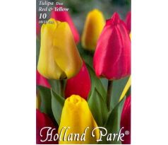 Tulipa - Duo Red &Yellow