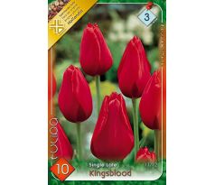 Tulipa Single Late - Kingsblood