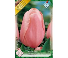 Tulipa Single Late - Menton
