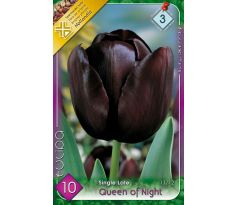 Tulipa Single Late - Queen of Night