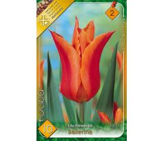 Tulipa Lily Flowered - Ballerina