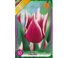 Tulipa Lily Flowered - Claudia