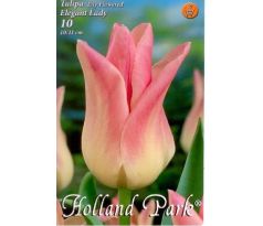 Tulipa Lily Flowered - Elegant Lady
