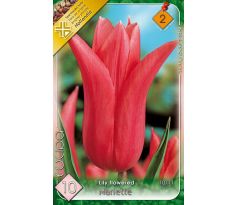 Tulipa Lily Flowered - Mariette