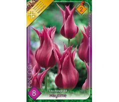 Tulipa Lily Flowered - Maytime