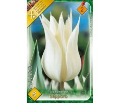 Tulipa Lily Flowered - Sapporo