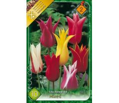 Tulipa Lily Flowered - mixed