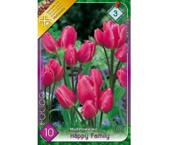 Tulipa Multiflowered - Happy Family
