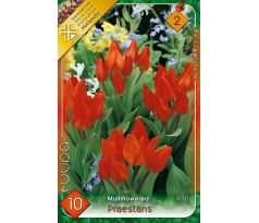Tulipa Multiflowered - Praestans