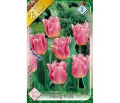 Tulipa Fringed - Fancy Frills