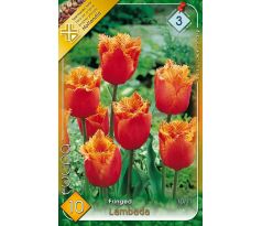 Tulipa Fringed - Lambada