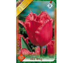 Tulipa Fringed - Red Wing
