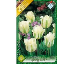 Tulipa Viridiflora - Spring Green