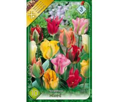 Tulipa Viridiflora - mixed