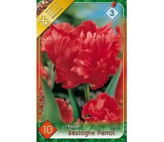 Tulipa Parrot - Bastogne Parrot