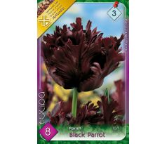 Tulipa Parrot - Black Parrot