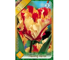 Tulipa Parrot - Flaming Parrot