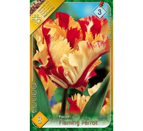 Tulipa Parrot - Flaming Parrot