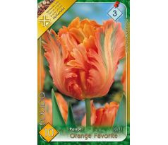 Tulipa Parrot - Orange Favourite