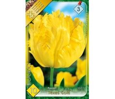Tulipa Parrot -Texas Gold